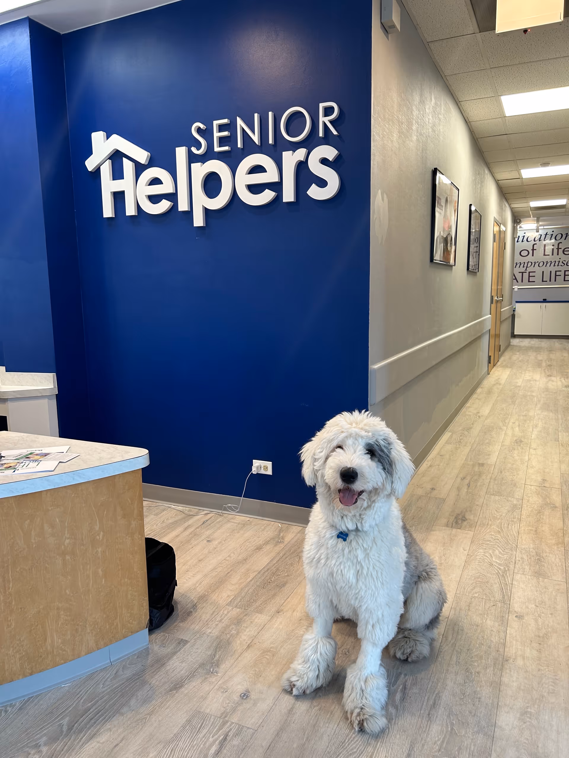 A white fluffy dog sits in a hallway beside a blue Senior Helpers wall logo.