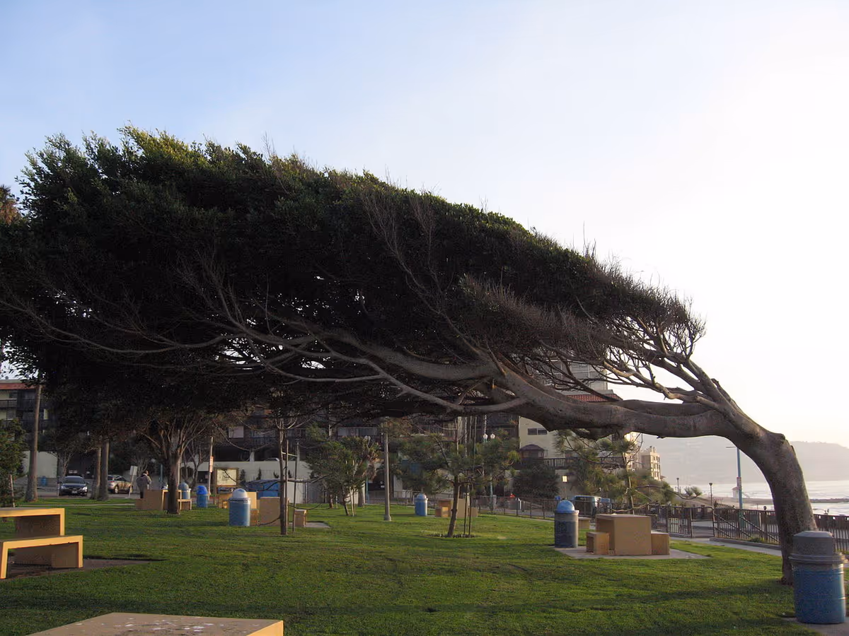 Wind-swept coastal park with a large bending tree and benches.