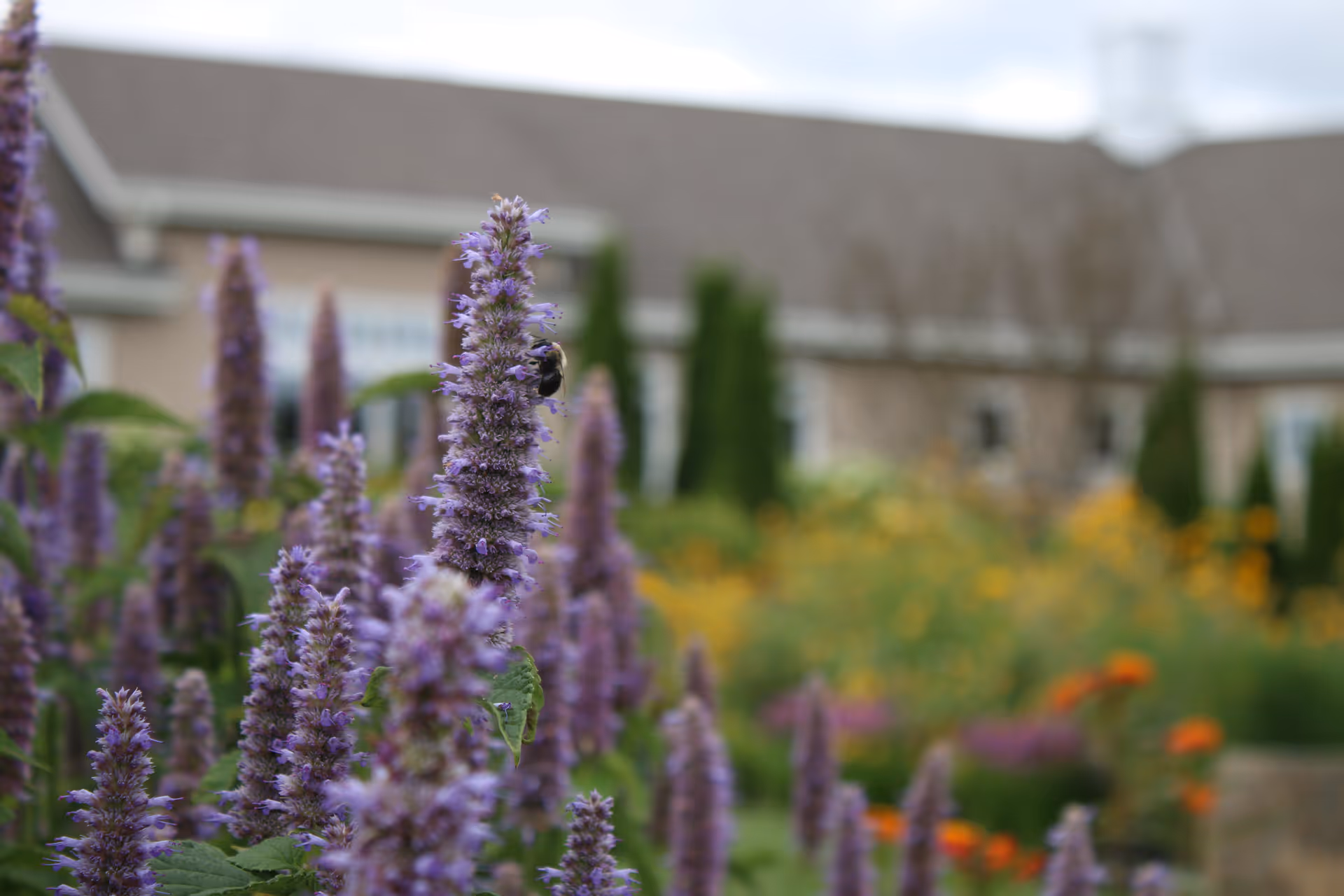 Close-up purple flowers in the foreground with a blurred Unity Hospice building in the background.