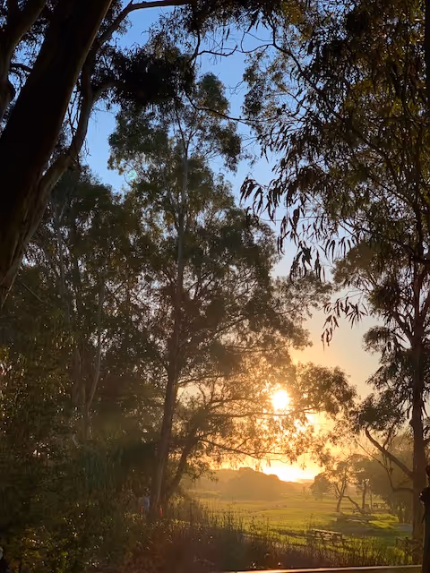 Sunlight filters through trees over a grassy field in an outdoor scene.