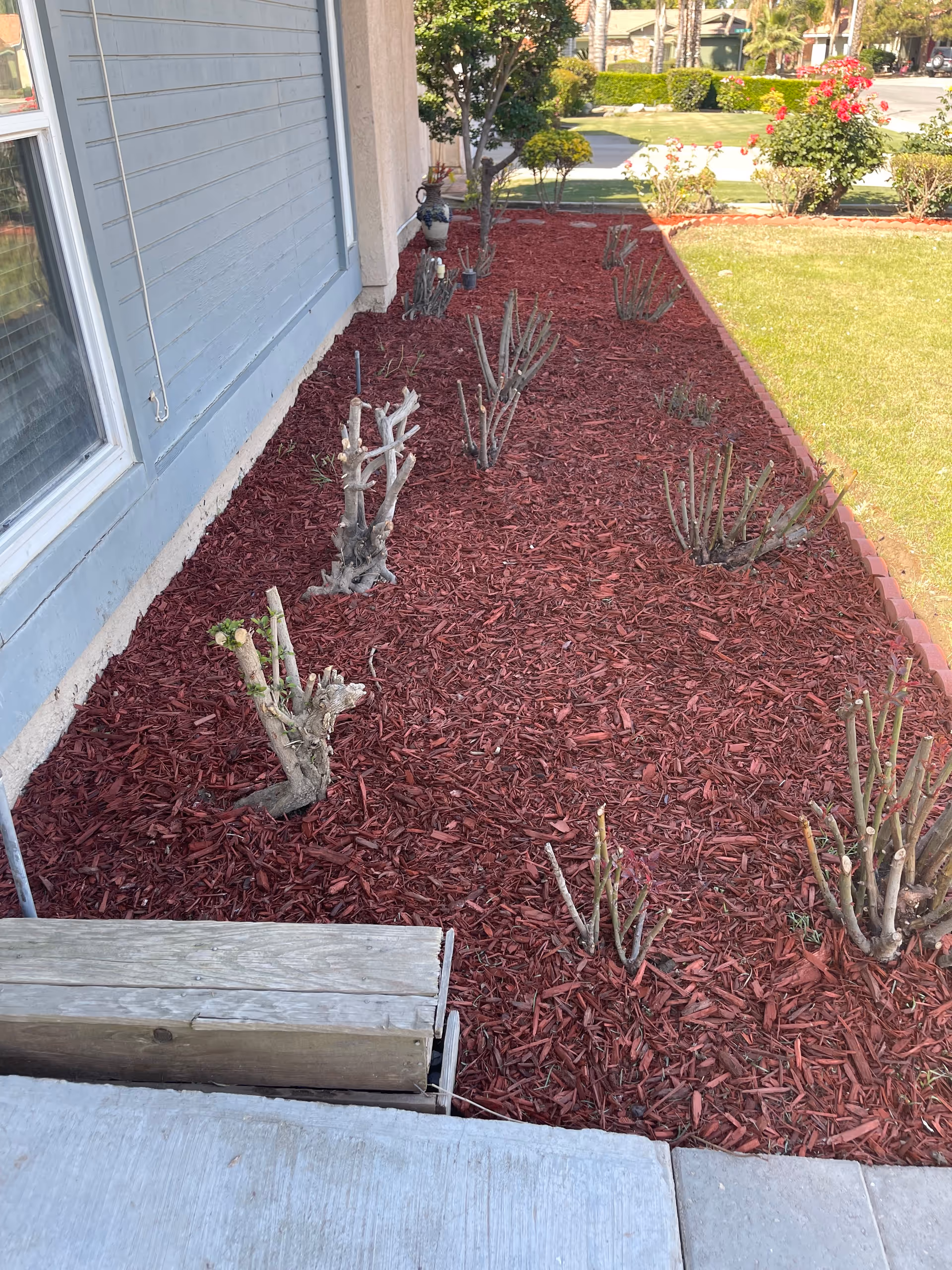 A blue building exterior with red mulch and pruned shrubs along the walkway.
