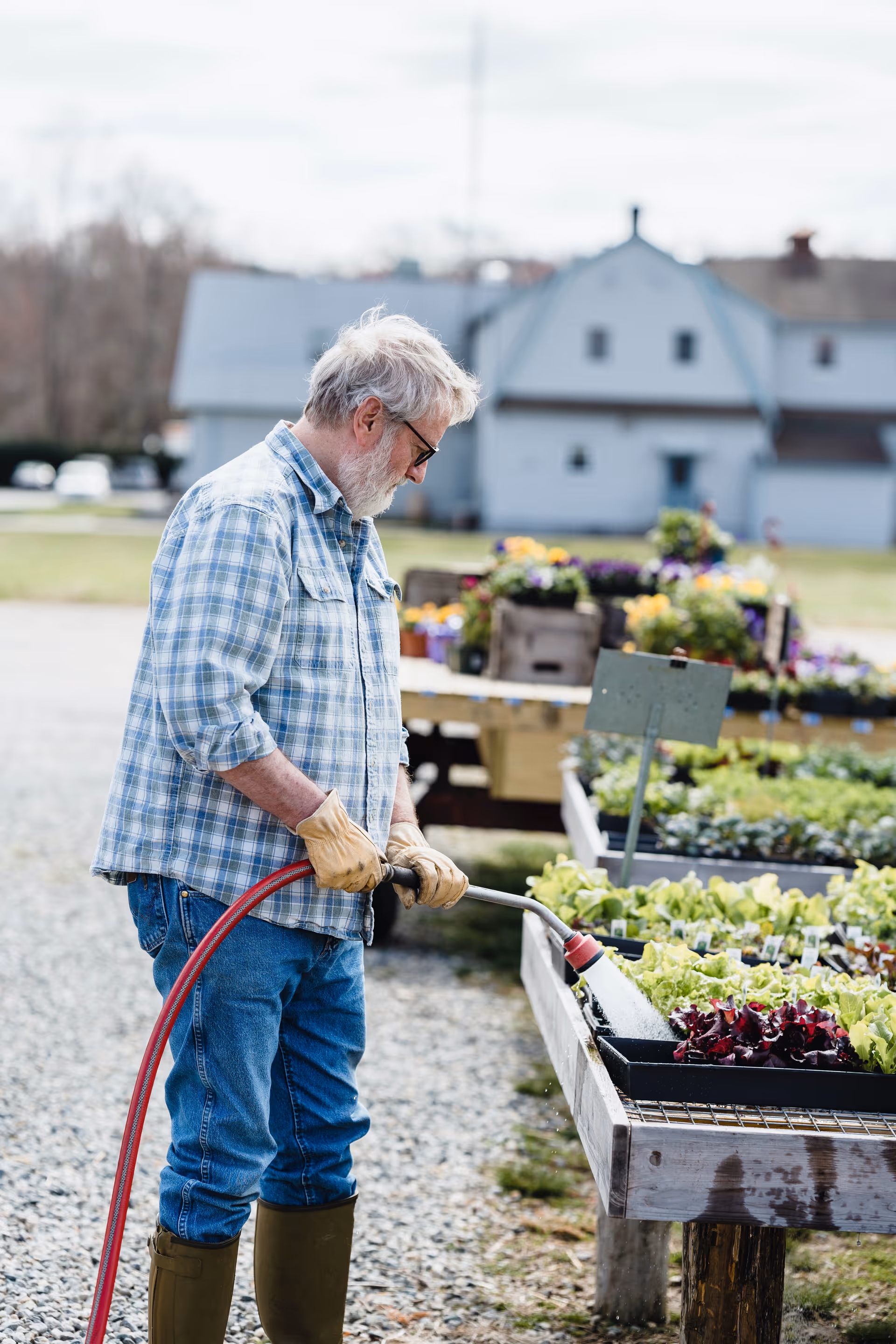 An elderly man waters lettuce plants at an outdoor garden area near a building.