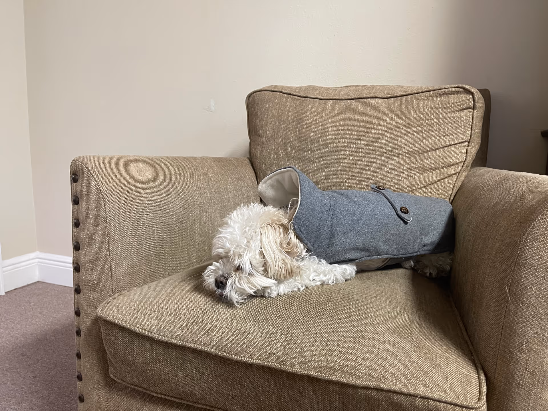 A small dog wearing a gray coat naps on a beige living room sofa.