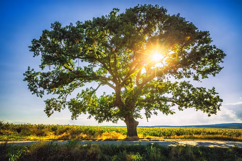 A large tree stands in a sunlit rural field beside a road.