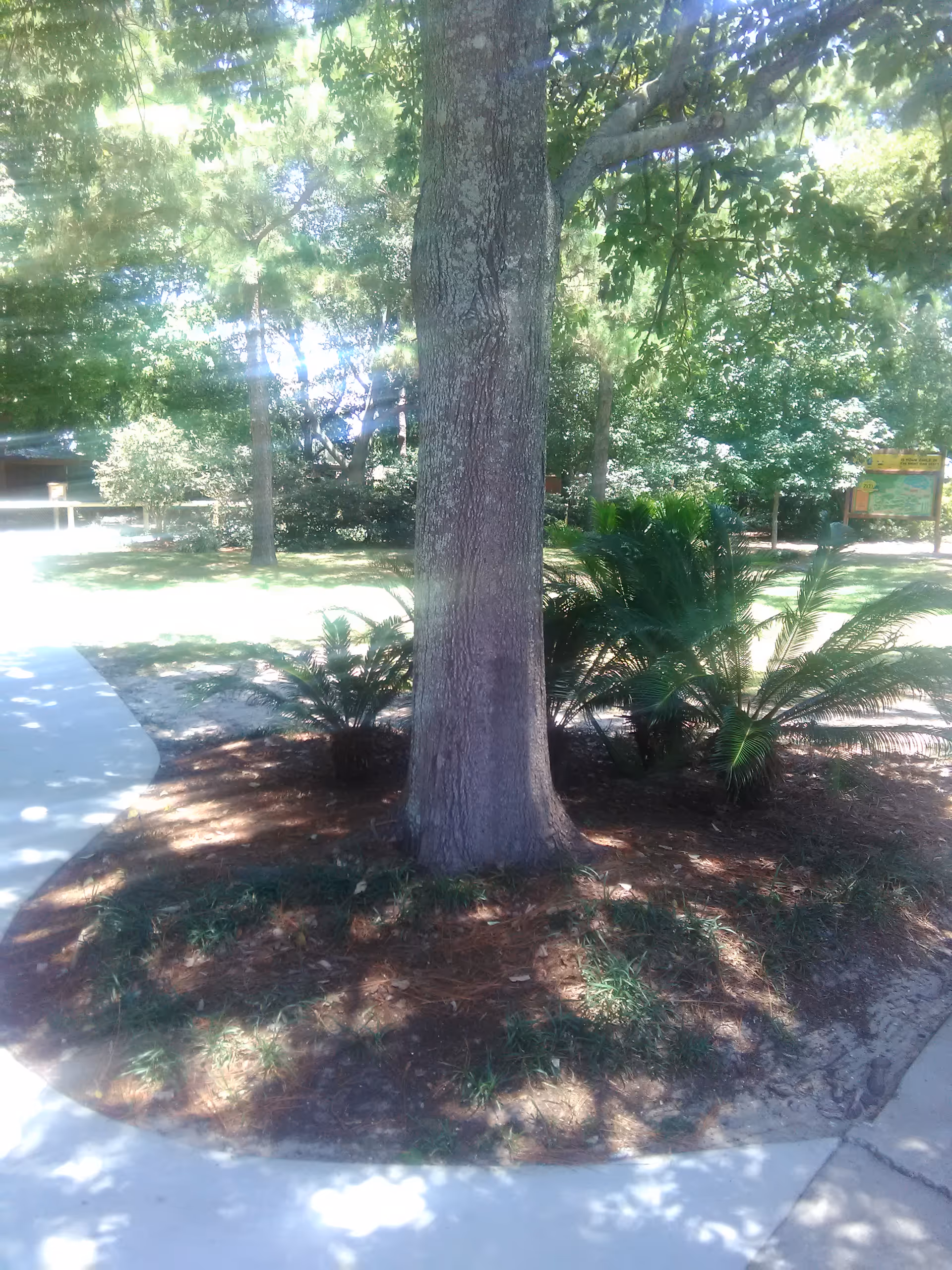 A sunny outdoor courtyard with a large tree, shrubs, and a concrete walkway.