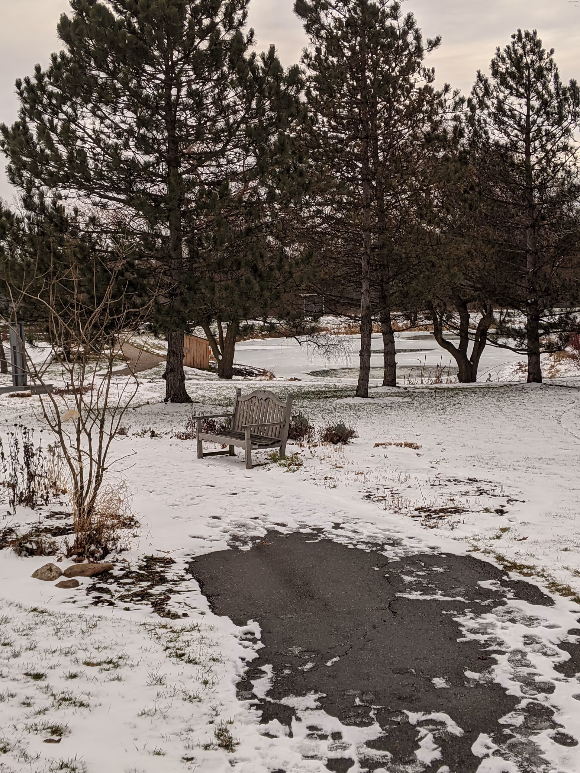 Snowy outdoor park with a wooden bench among tall evergreen trees.