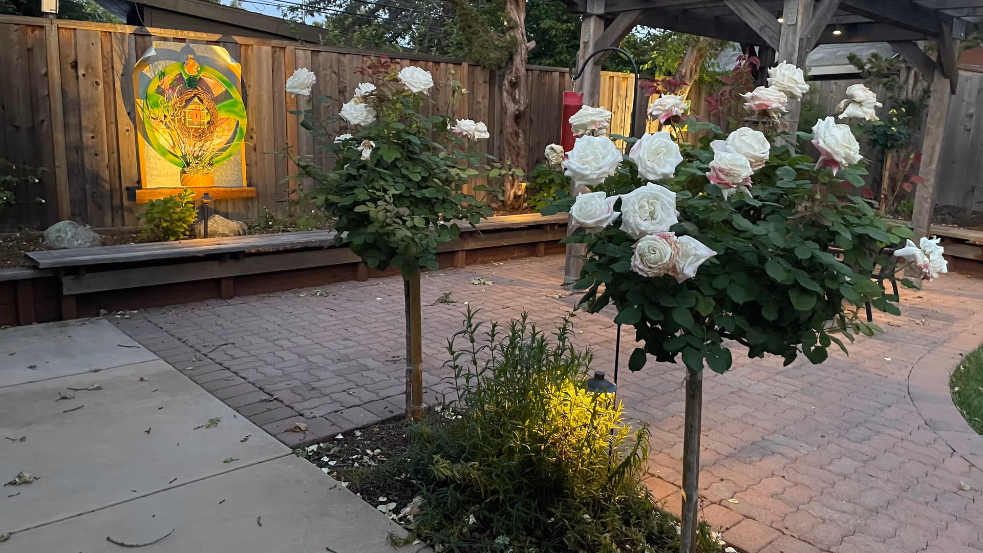 Outdoor courtyard with brick path, blooming white roses, wooden fence, and garden lighting.