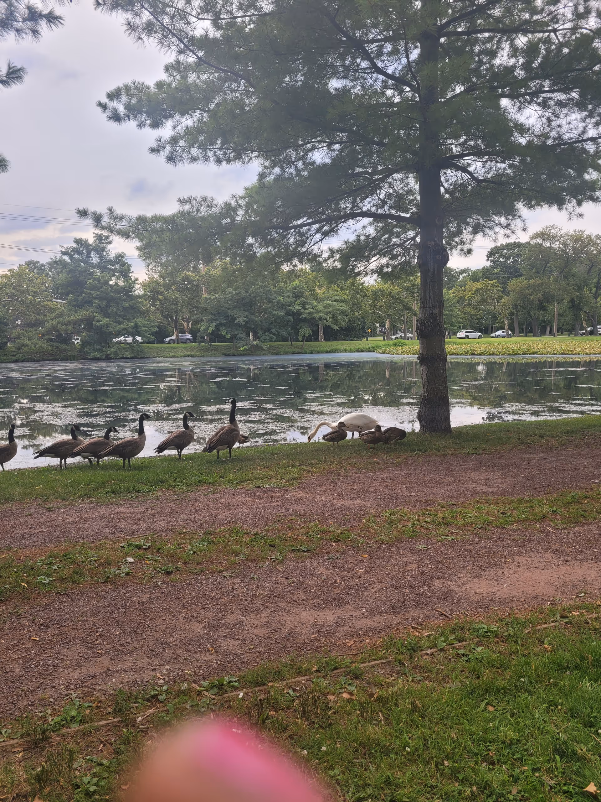 Park by a lake with geese along a dirt path and trees.