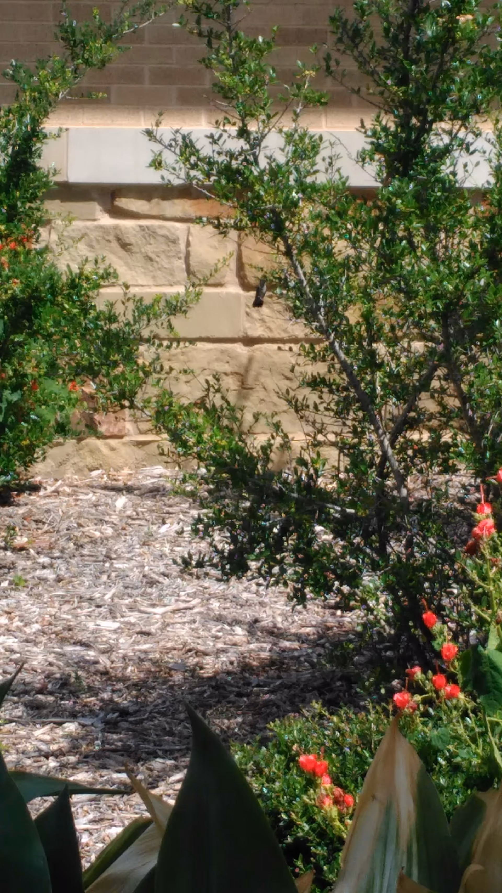 Outdoor garden area with shrubs and mulch beside a stone-brick exterior wall.
