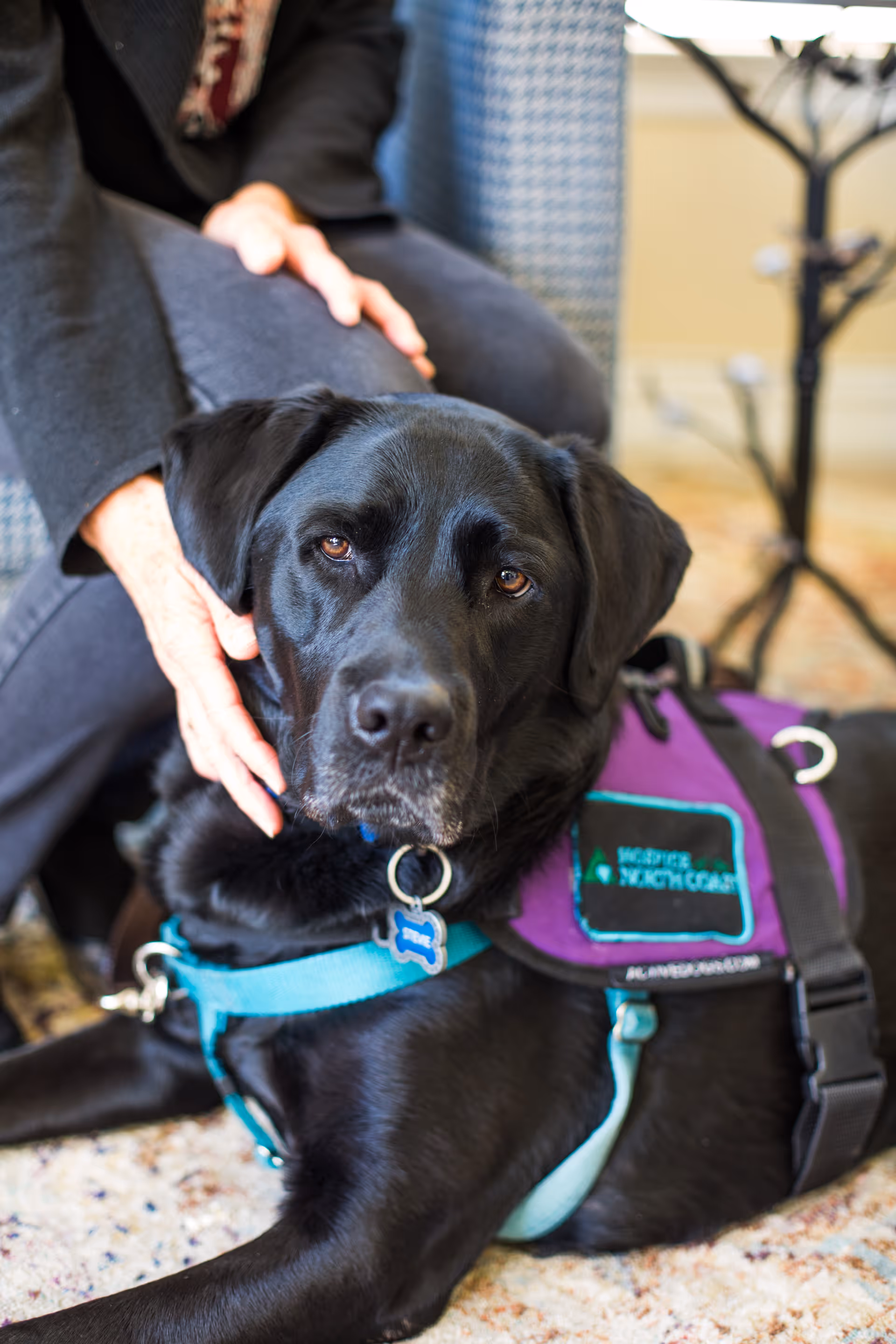 Black therapy dog in a purple vest rests on a carpet while a person pets it.