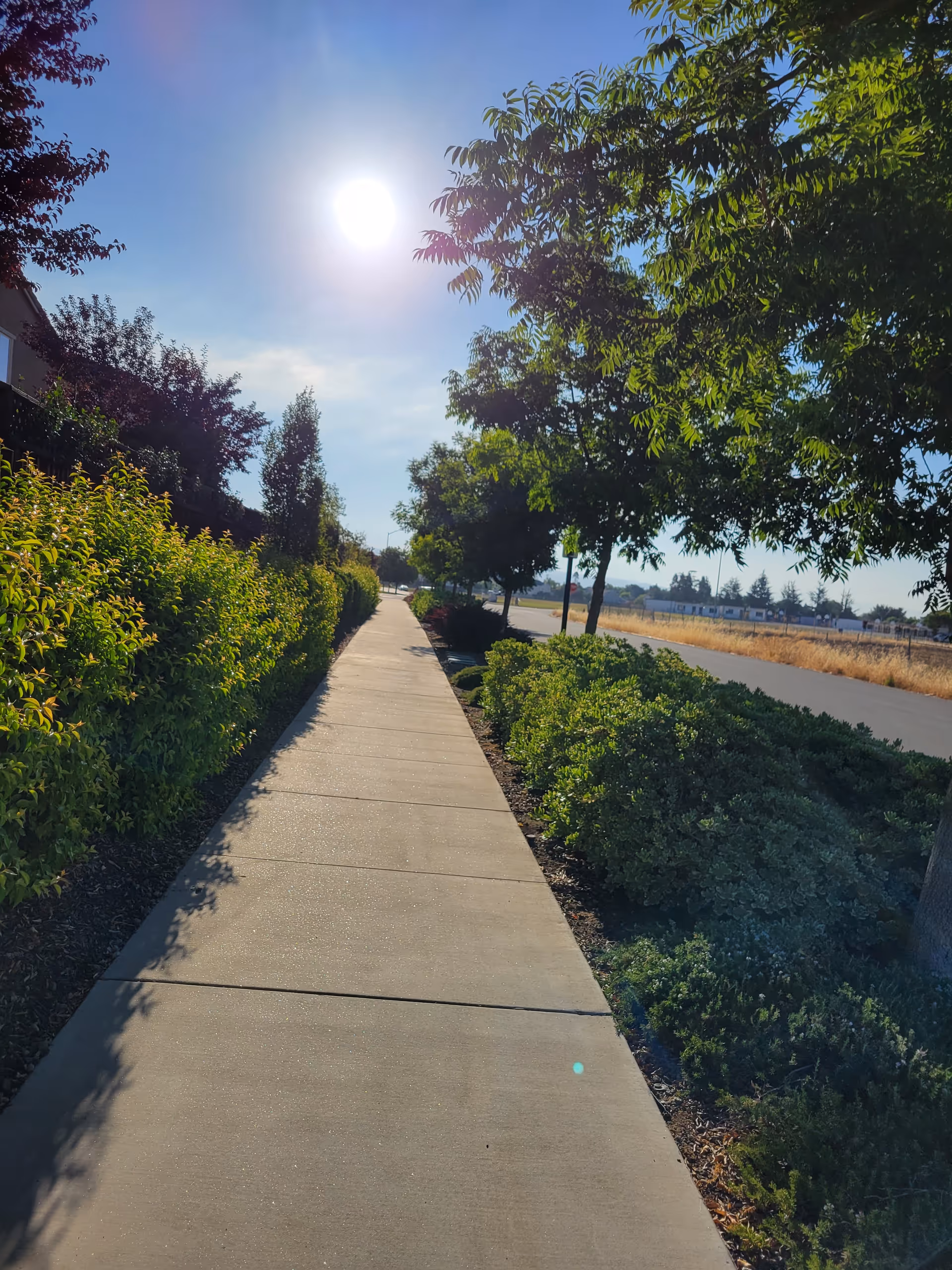 Sunlit concrete sidewalk runs through landscaped greenery along a quiet outdoor path.