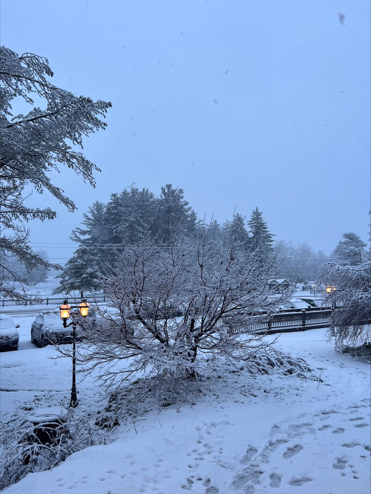 Snow-covered landscape with trees, a lamppost, and a fence in a chilly winter scene.