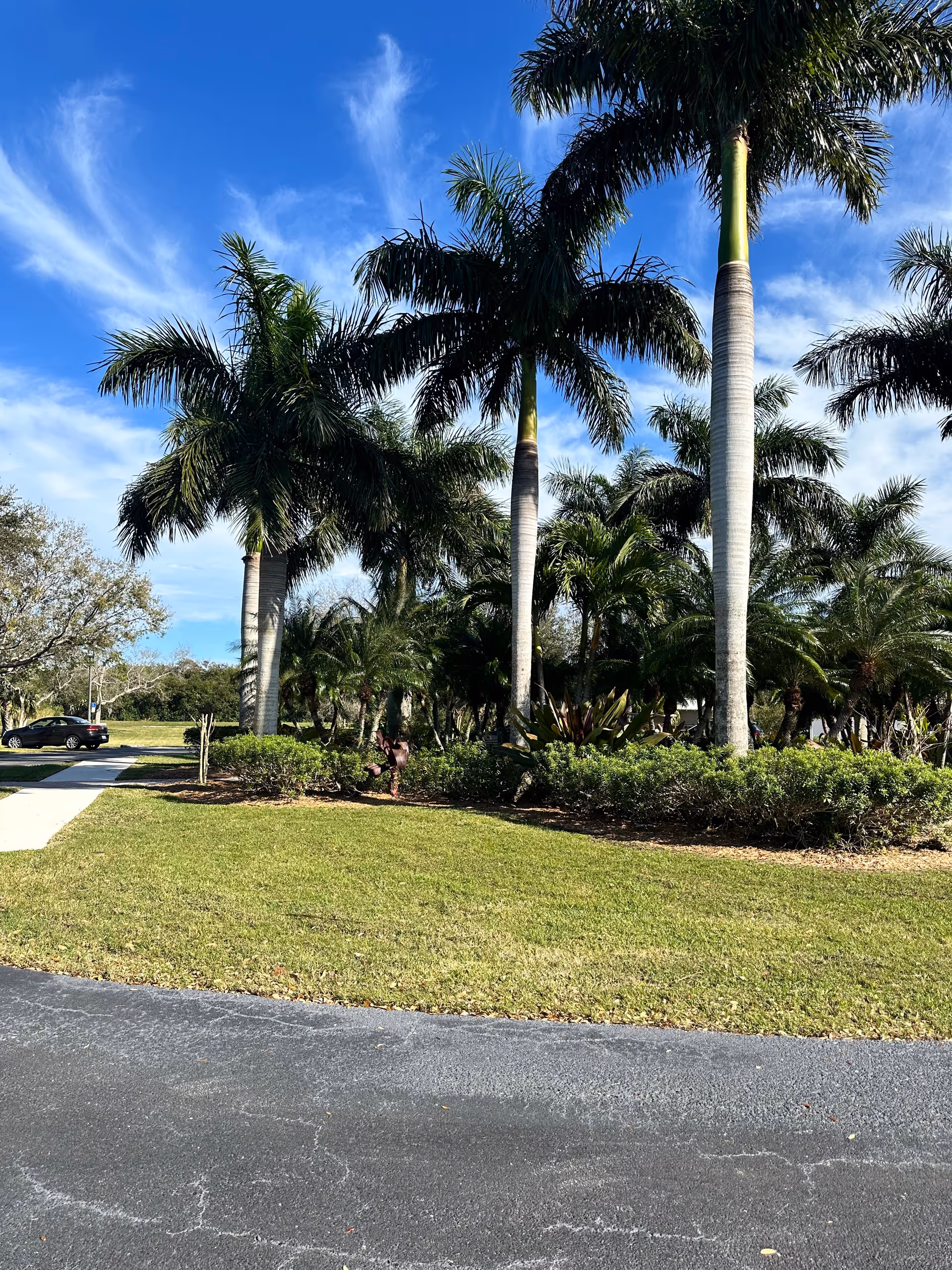 Tall palm trees and manicured landscaping beside a paved driveway in a sunny outdoor setting