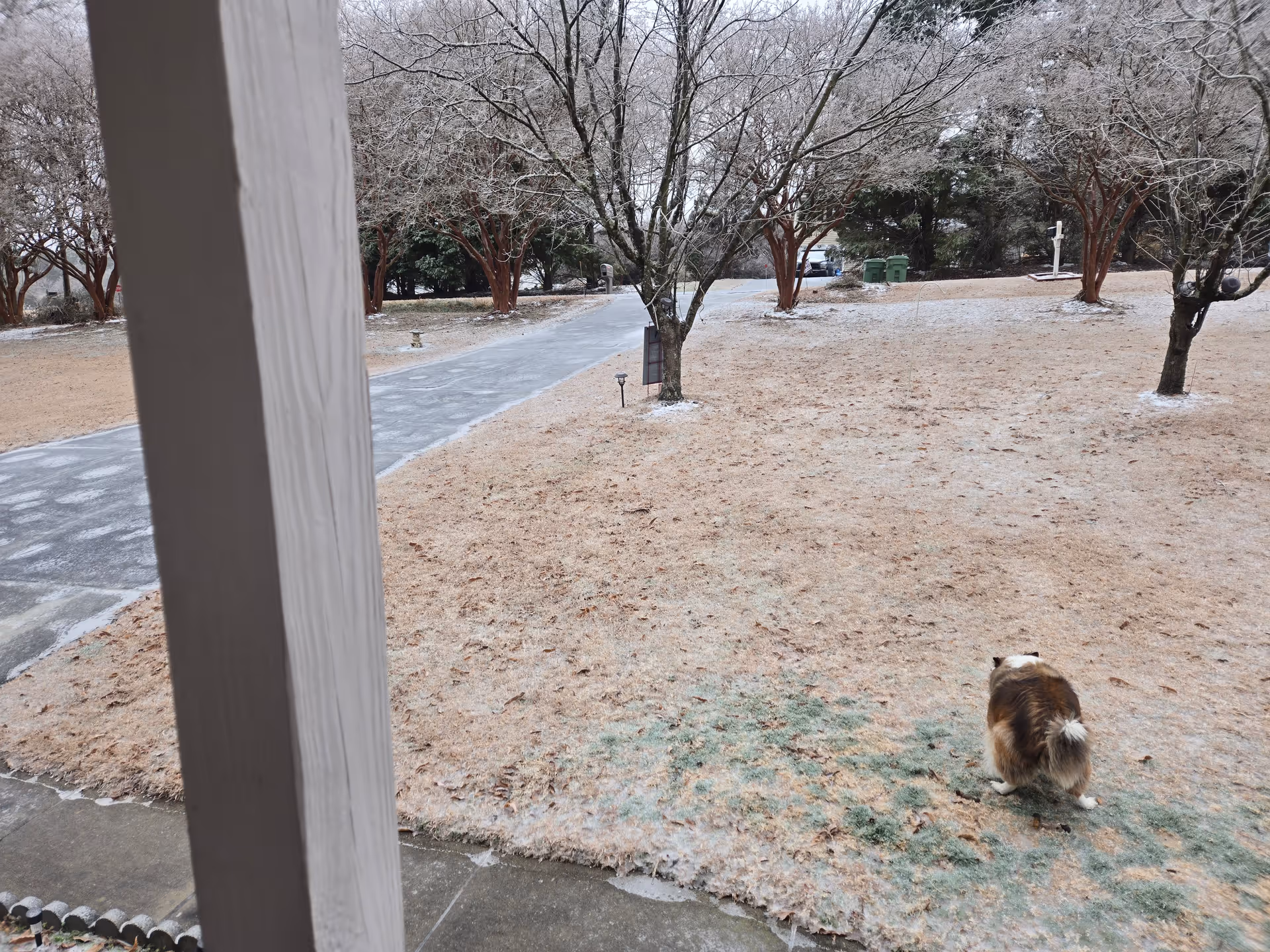 Dog on a bare lawn near a paved path, with trees and a porch column.