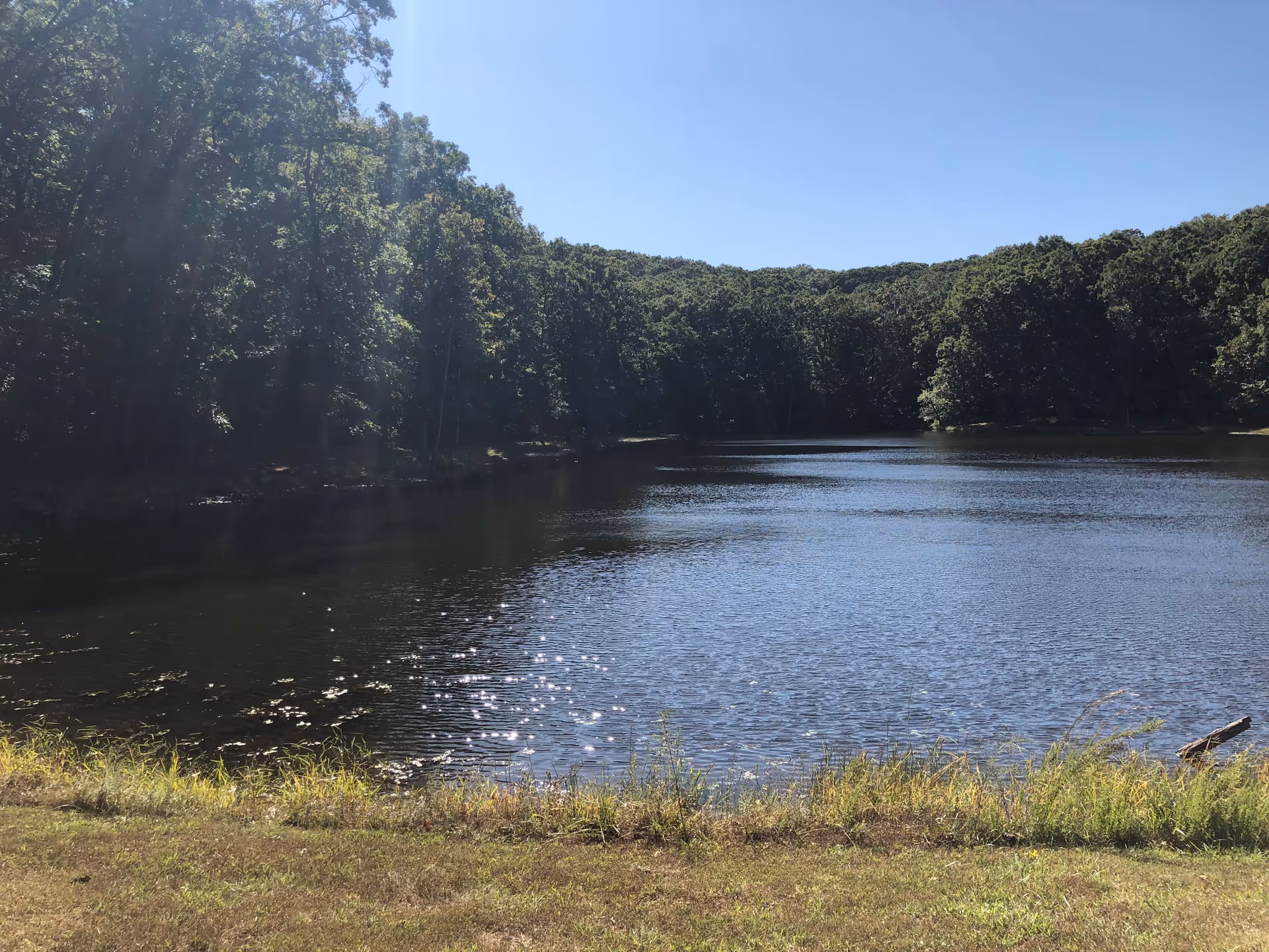 A tranquil lake lined with trees and a grassy shore under blue sky.