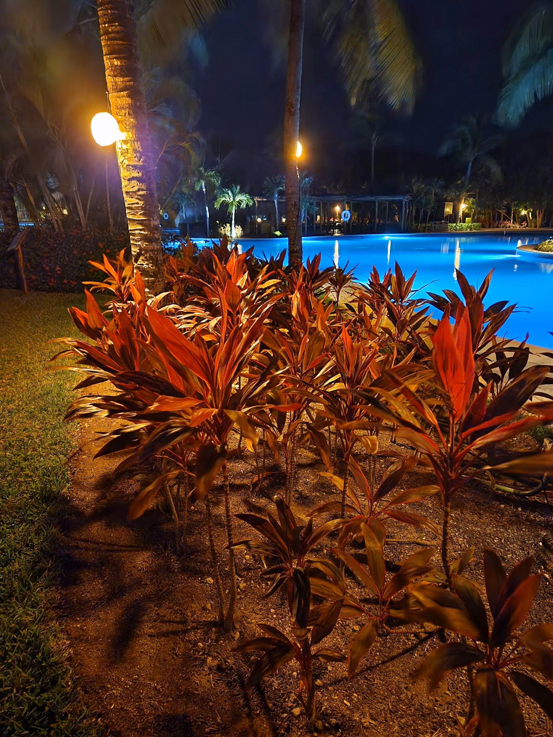 Nighttime view of a lit outdoor pool area with red tropical plants in foreground