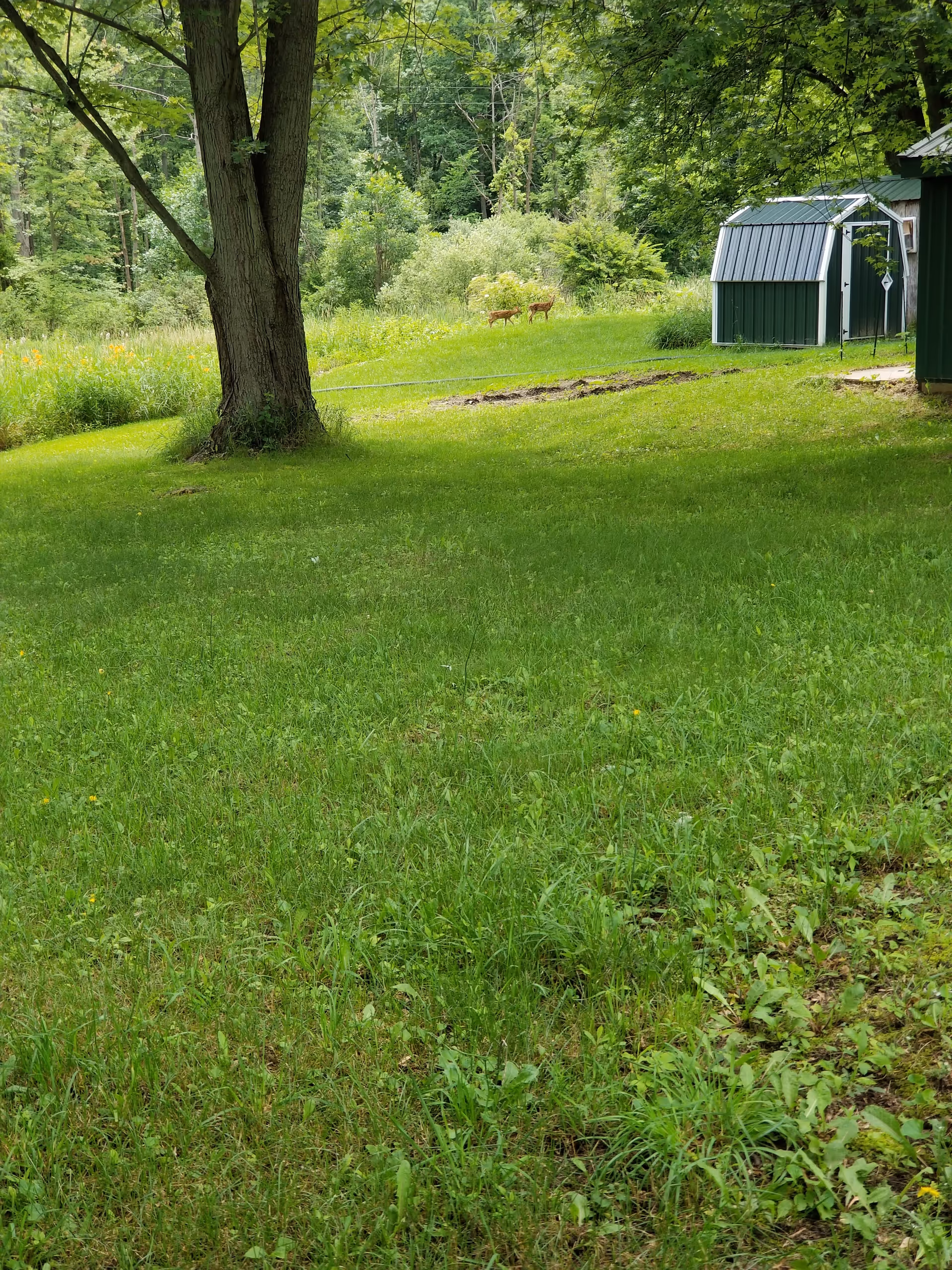 A grassy outdoor area with trees, a green shed, and two deer grazing in the distance.