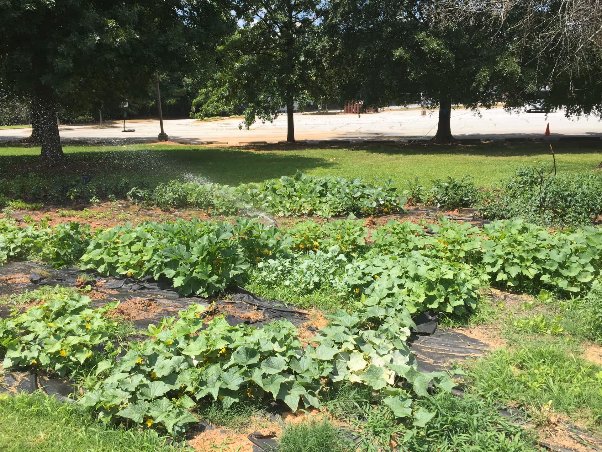 Outdoor garden beds with leafy plants and trees on a sunny day.