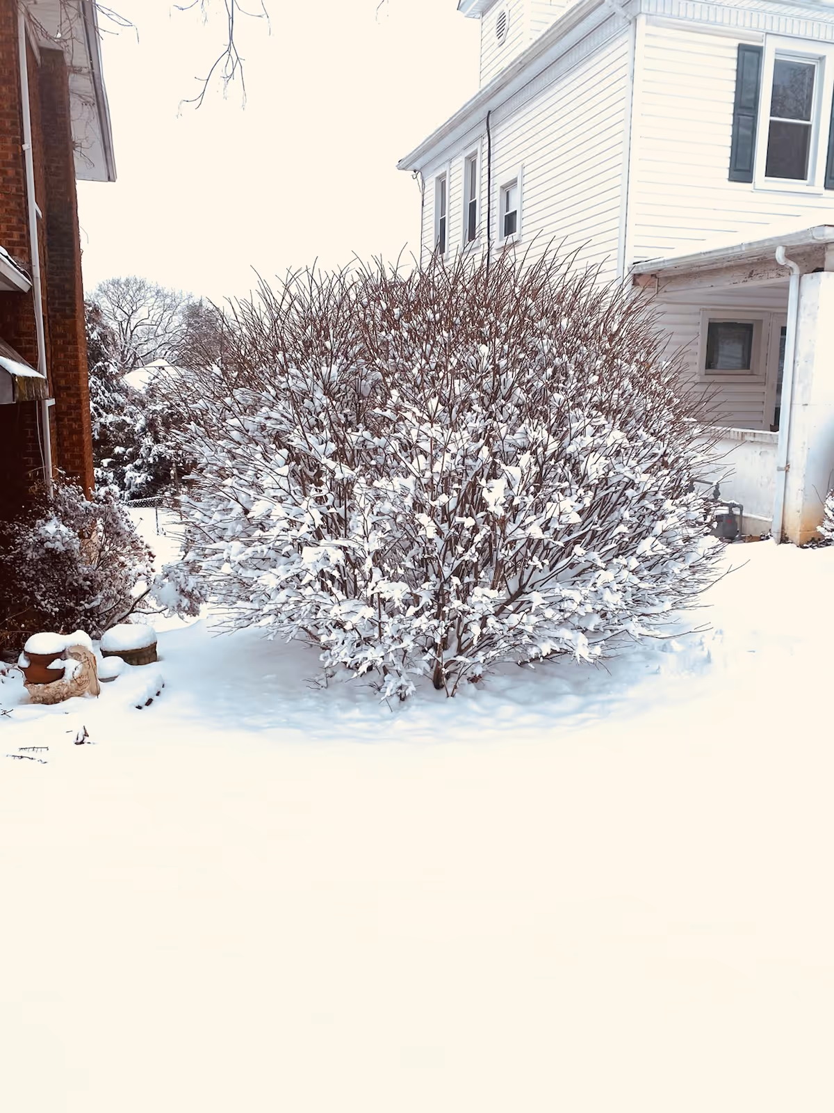 Snow covers a large bush in a winter yard beside a white house.