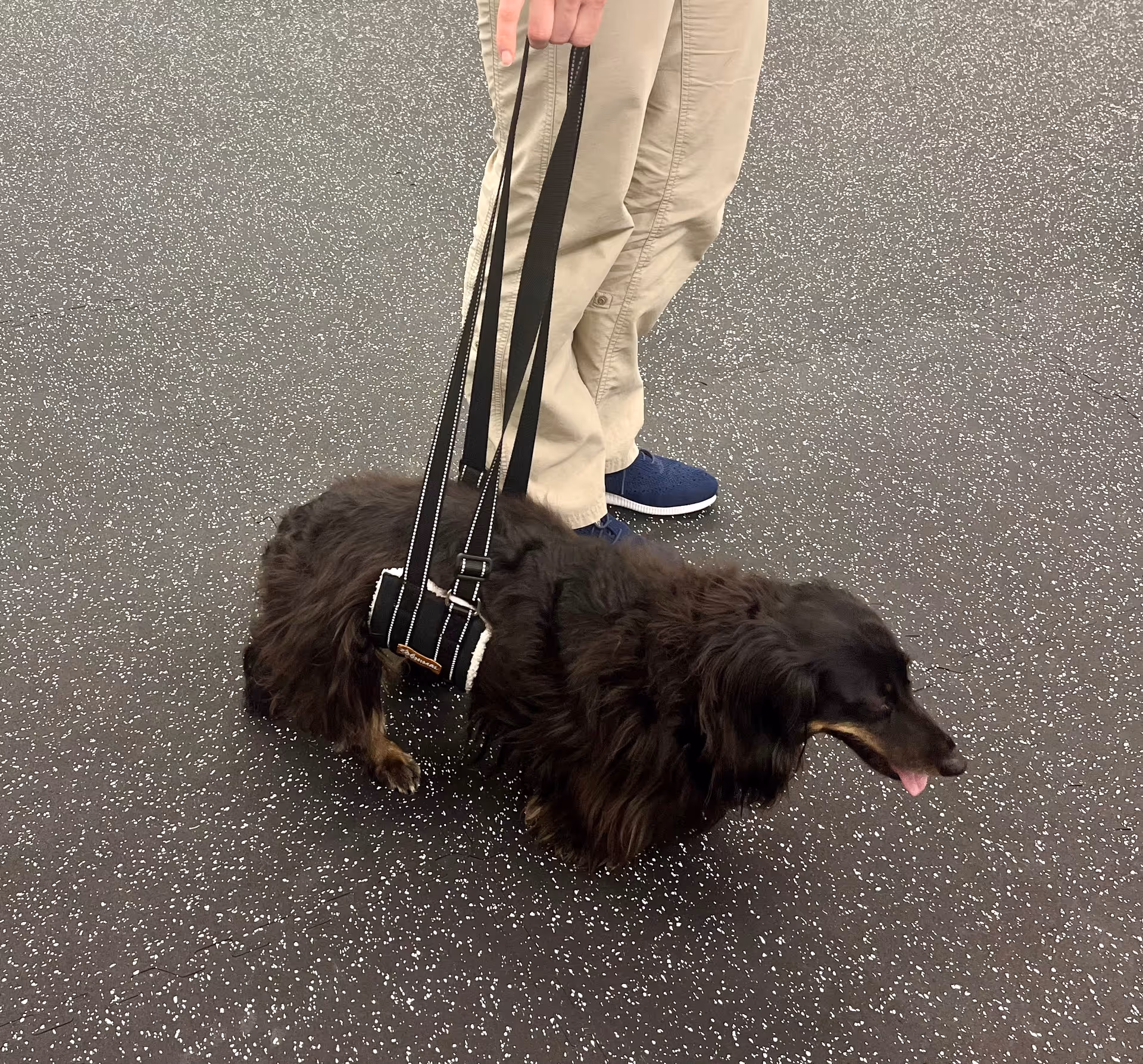 Person in khaki pants walks a black long-haired dog on a leash indoors on speckled flooring.