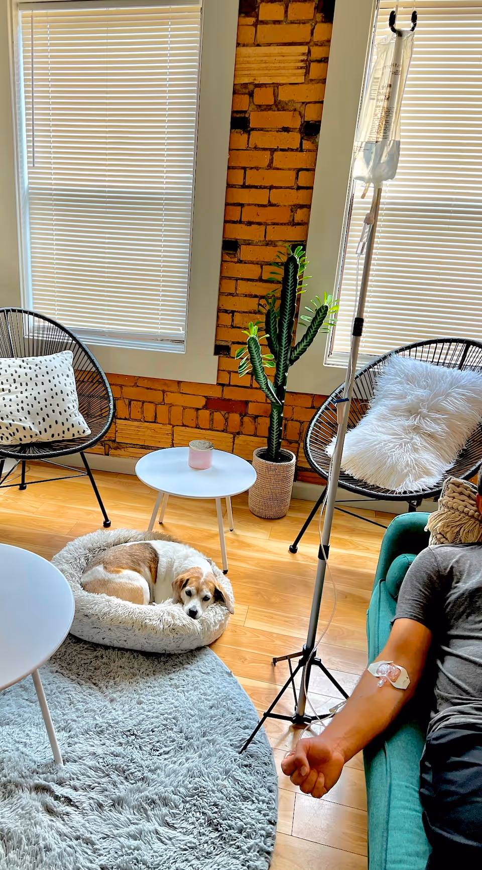 Cozy living room with brick wall, dog in bed, and an IV therapy setup.